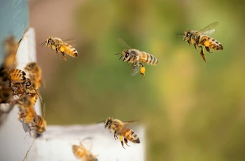 Méhek települési zárlatának feloldása